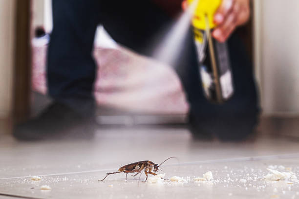 Best Rat Extermination Near Me  in Terrell, TX